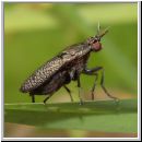 Coremacera marginata - Hornfliege 04.jpg